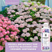 Hortensien Dünger - Mineralischer NPK Flüssigdünger mit Stickstoff - Dünger für Hortensien - Hydrangea macrophylla Dünger - Silberkraft