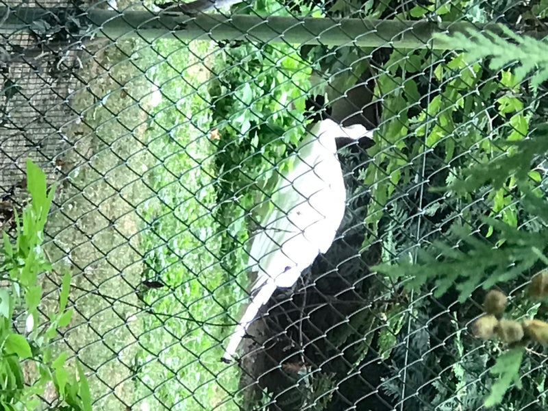 Silberreiher — Bild 1 von 3