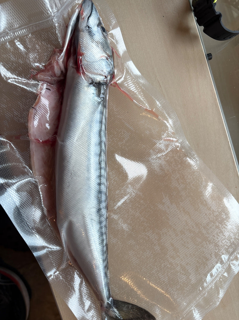 Silberstreifen-Kugelfisch — Bild 1