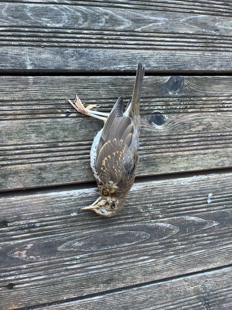 Eine tote Singdrossel liegt auf einer braunen Holzoberfläche. Der Vogel ist gut erkennbar und zeigt das typische Gefieder.