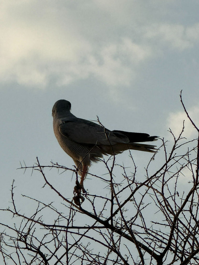 Singhabichte — Bild 1 von 1