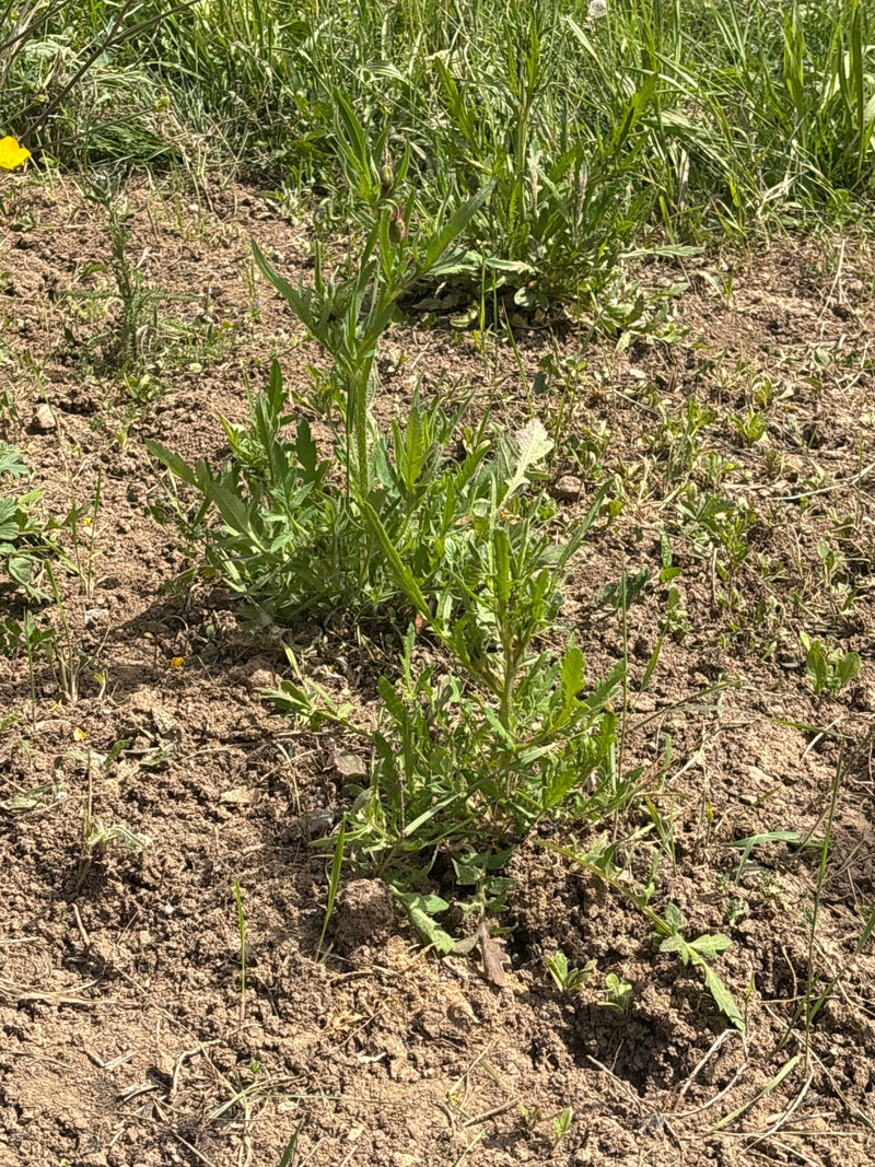 Skabiosen-Flockenblume — Bild 1