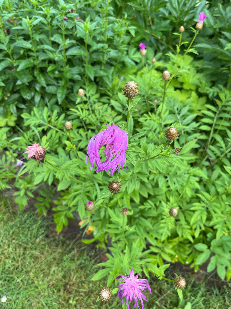 Skabiosen-Flockenblume — Bild 3