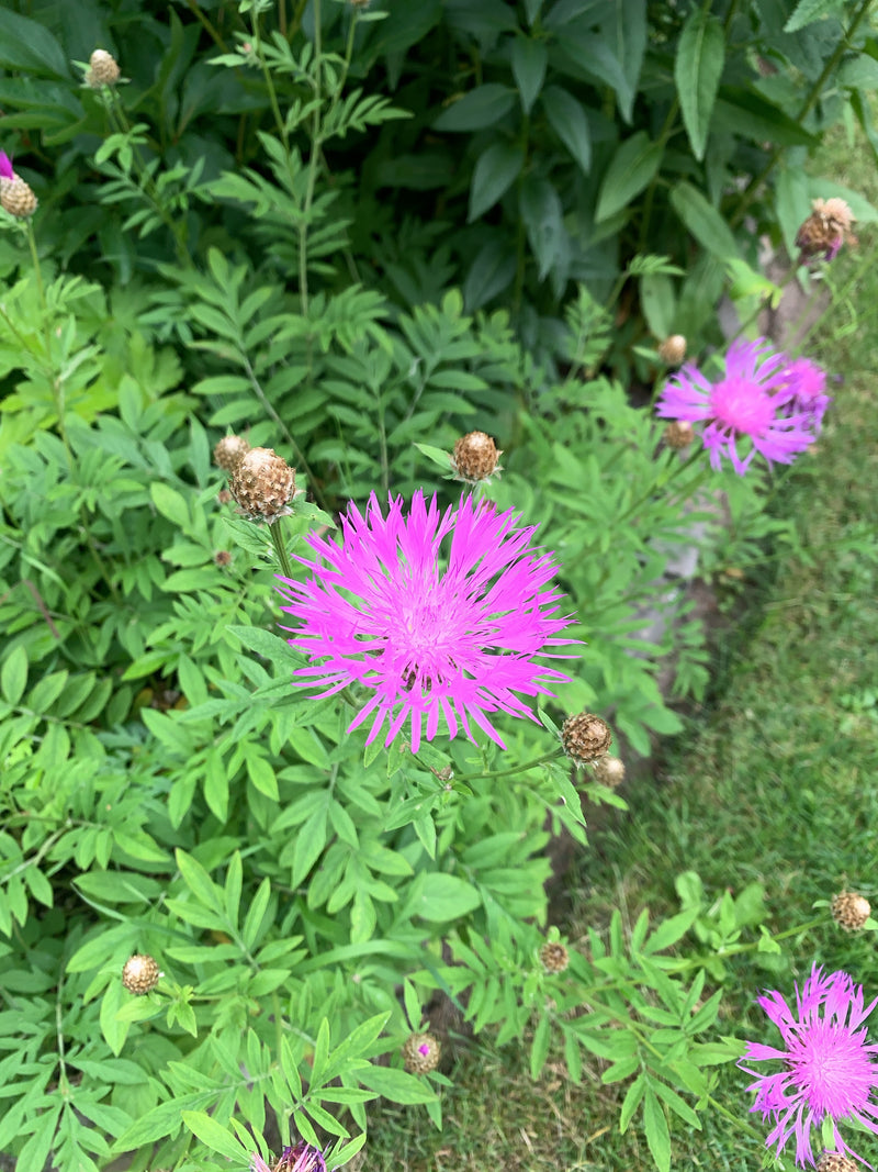 Skabiosen-Flockenblume — Bild 2