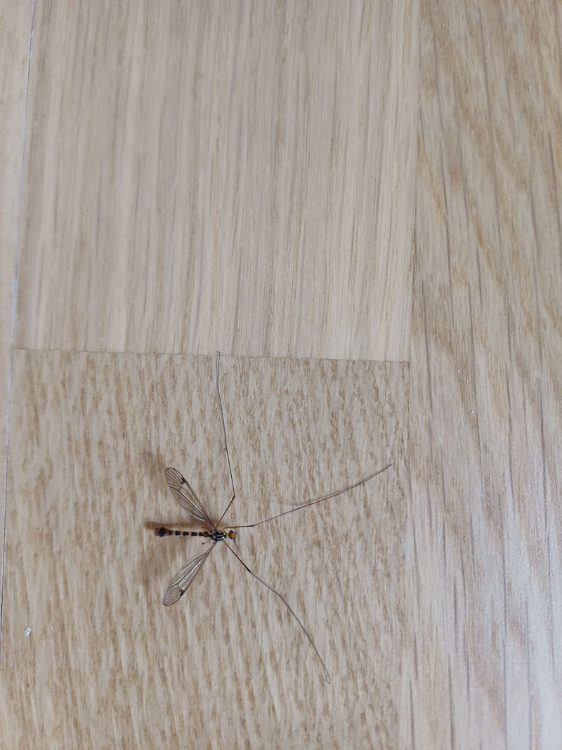 Skript-Schnake — Bild 3