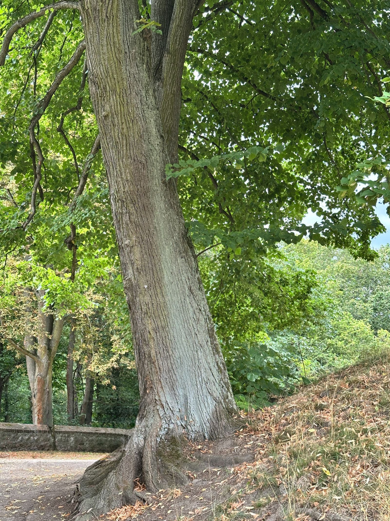 Lindenbaum — Bild 1
