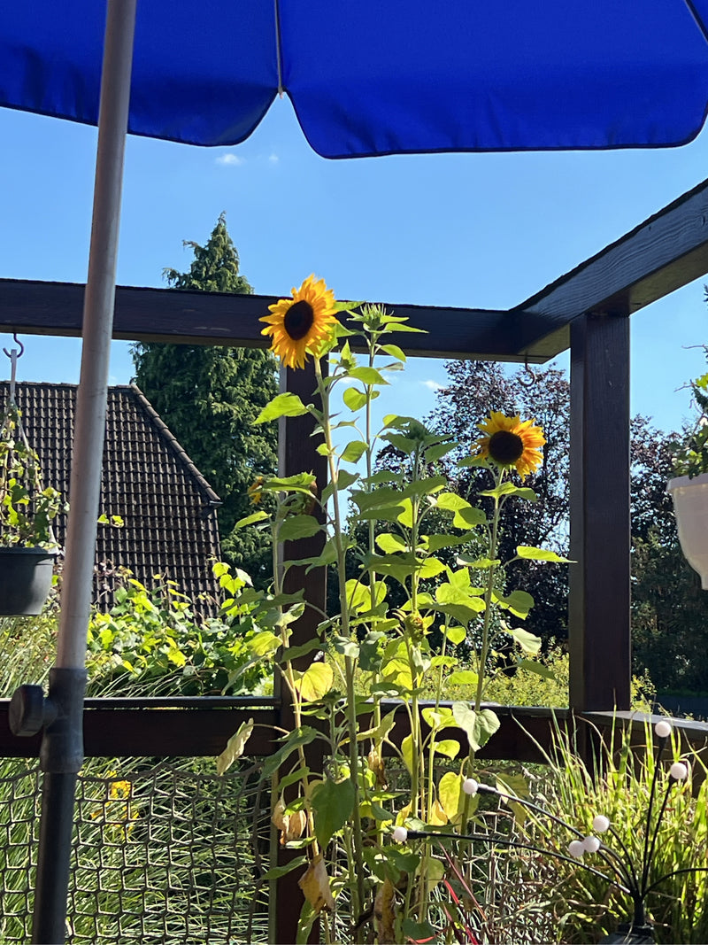 Sonnenblumen — Bild 2