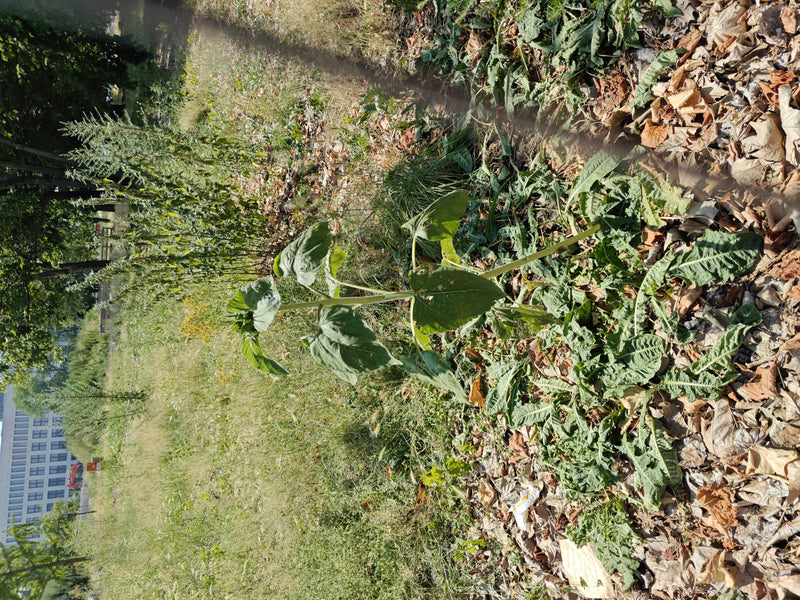 Sonnenblumen — Bild 5