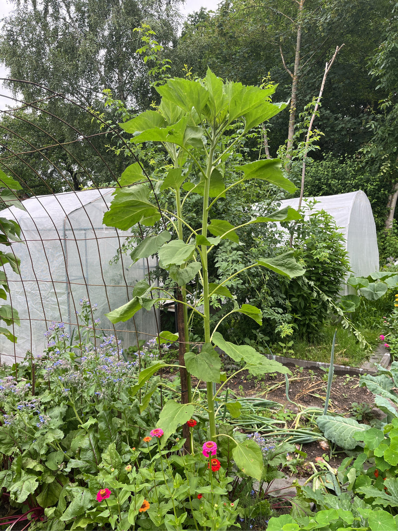 Sonnenblumen — Bild 4