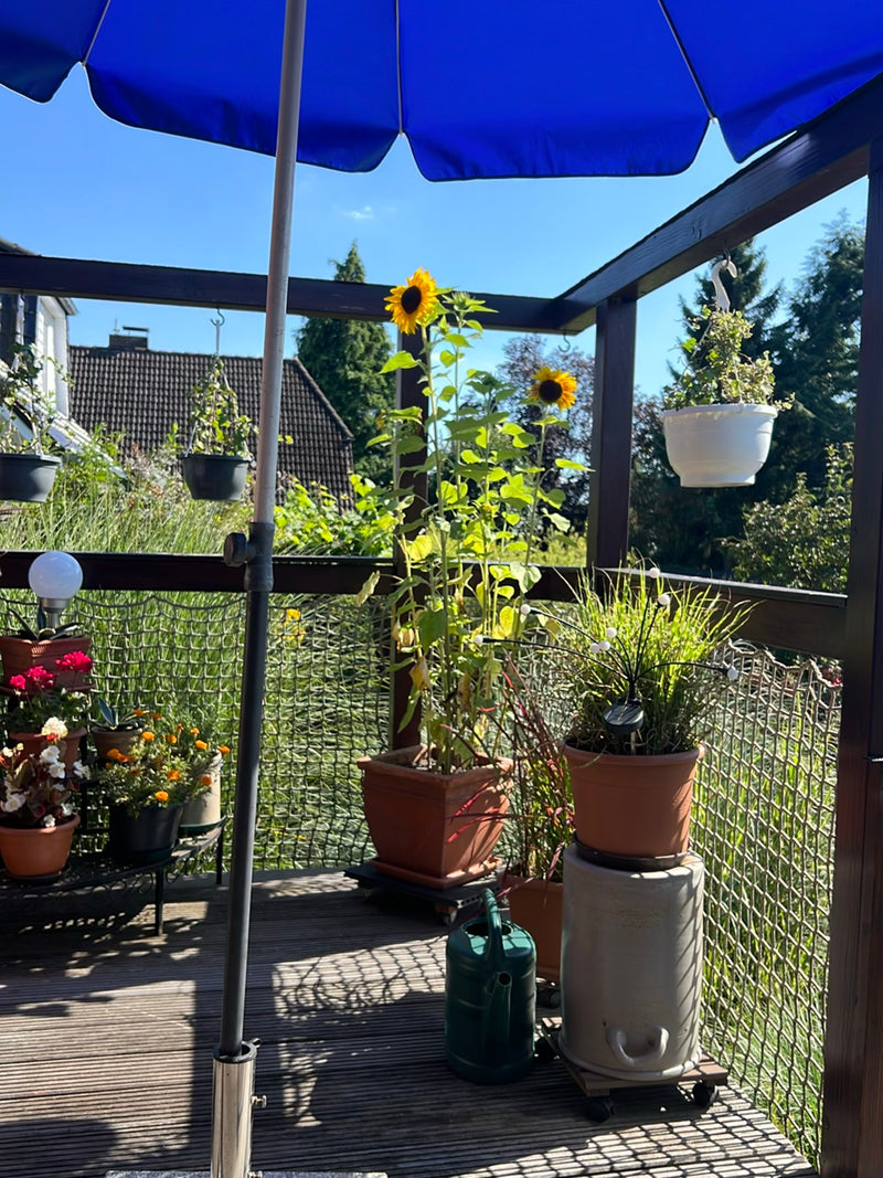 Sonnenblumen — Bild 3