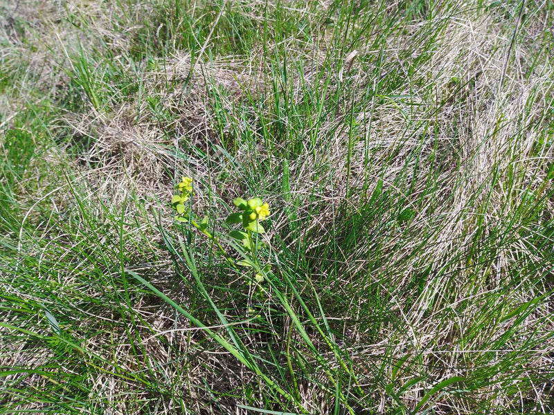 Sonnwend-Wolfsmilch — Bild 1