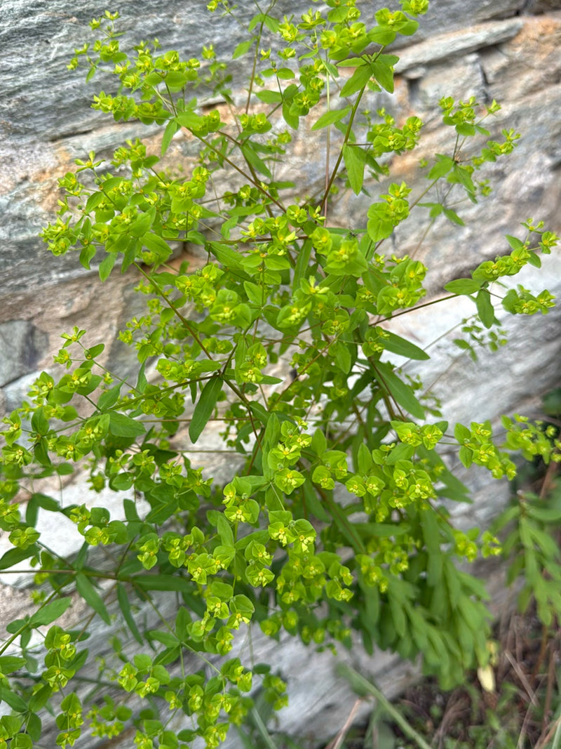 Sonnwend-Wolfsmilch — Bild 3