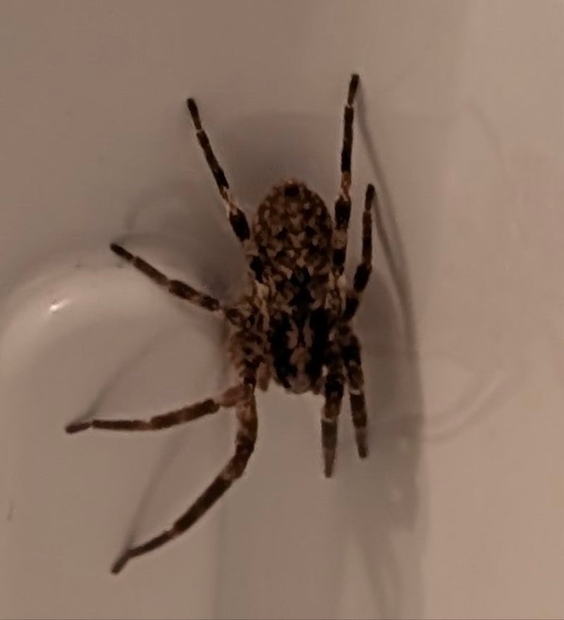 Spaltenkreuzspinne — Bild 4