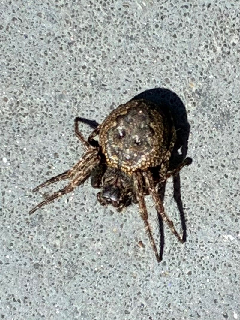 Spaltenkreuzspinne — Bild 1