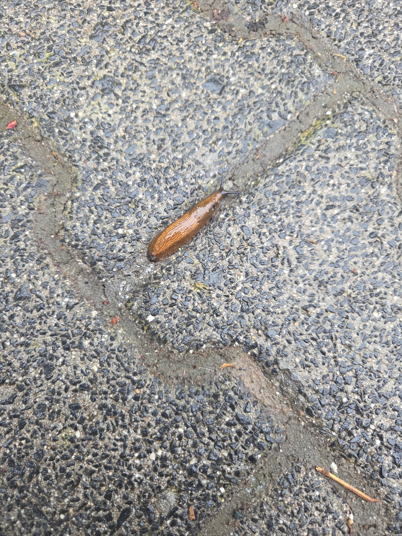 Spanische Wegschnecke — Bild 4
