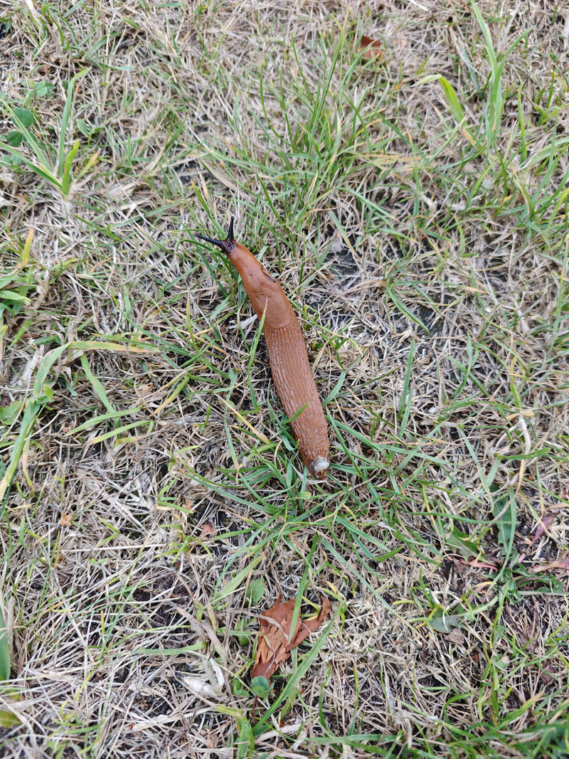 Spanische Wegschnecke — Bild 4