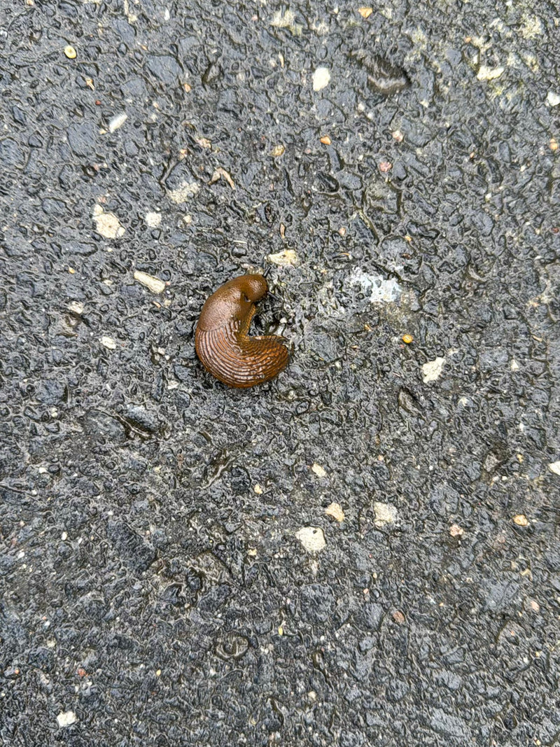 Spanische Wegschnecke — Bild 2
