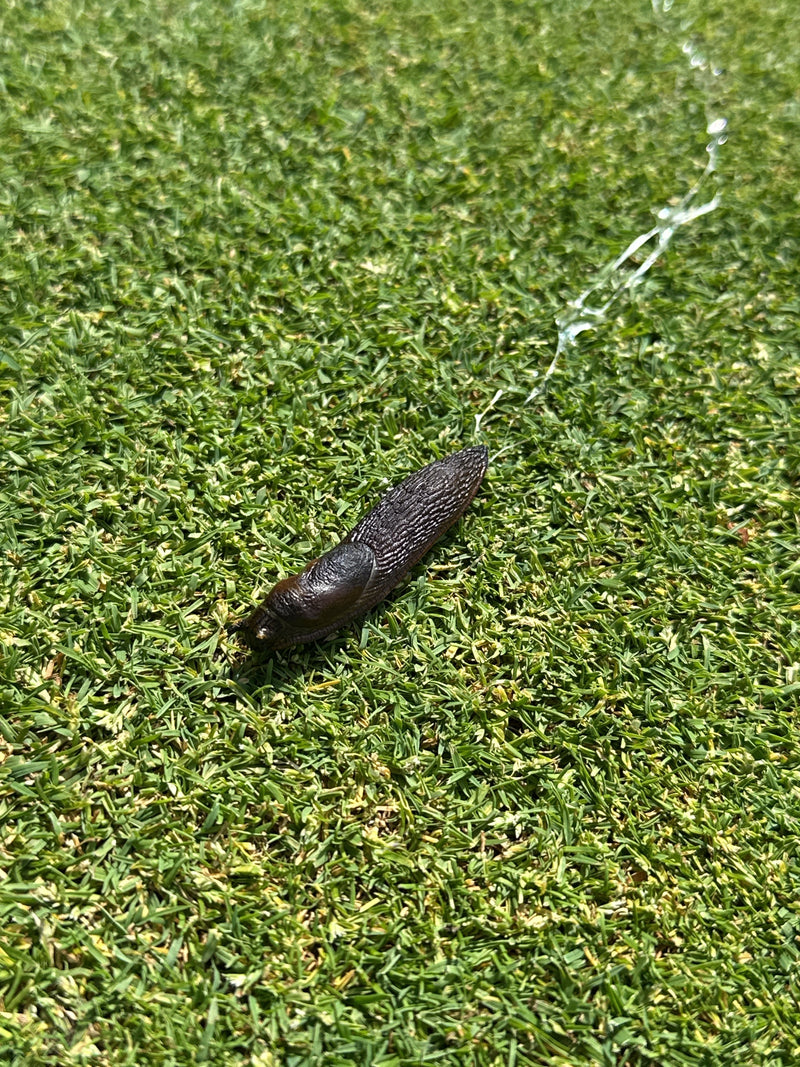 Spanische Wegschnecke — Bild 1