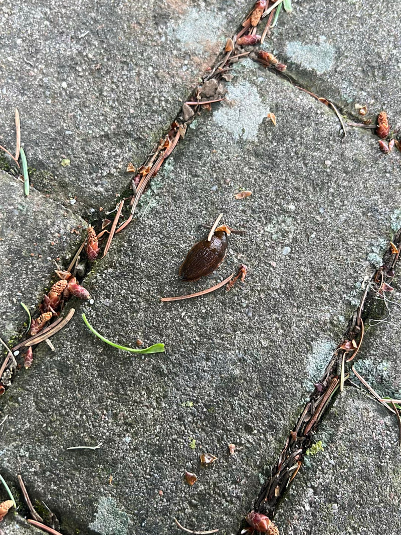 Spanische Wegschnecke — Bild 5