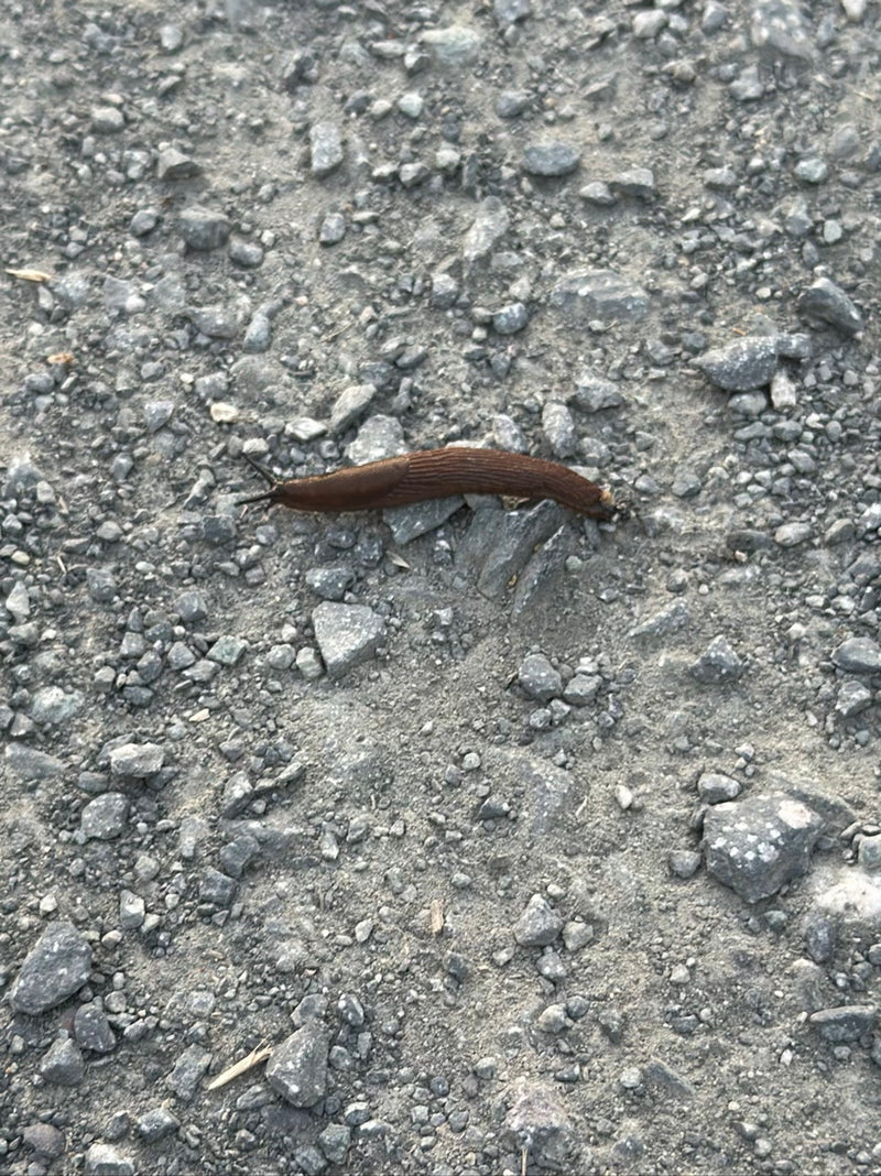 Spanische Wegschnecke — Bild 5