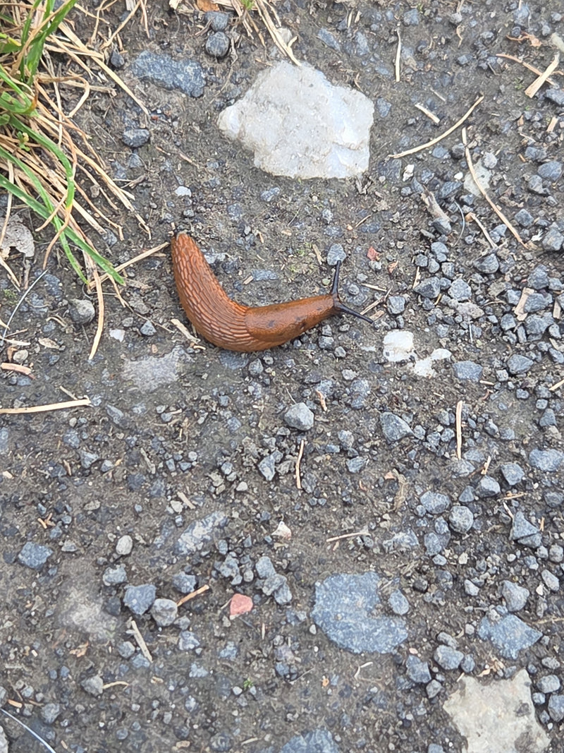 Spanische Wegschnecke — Bild 3