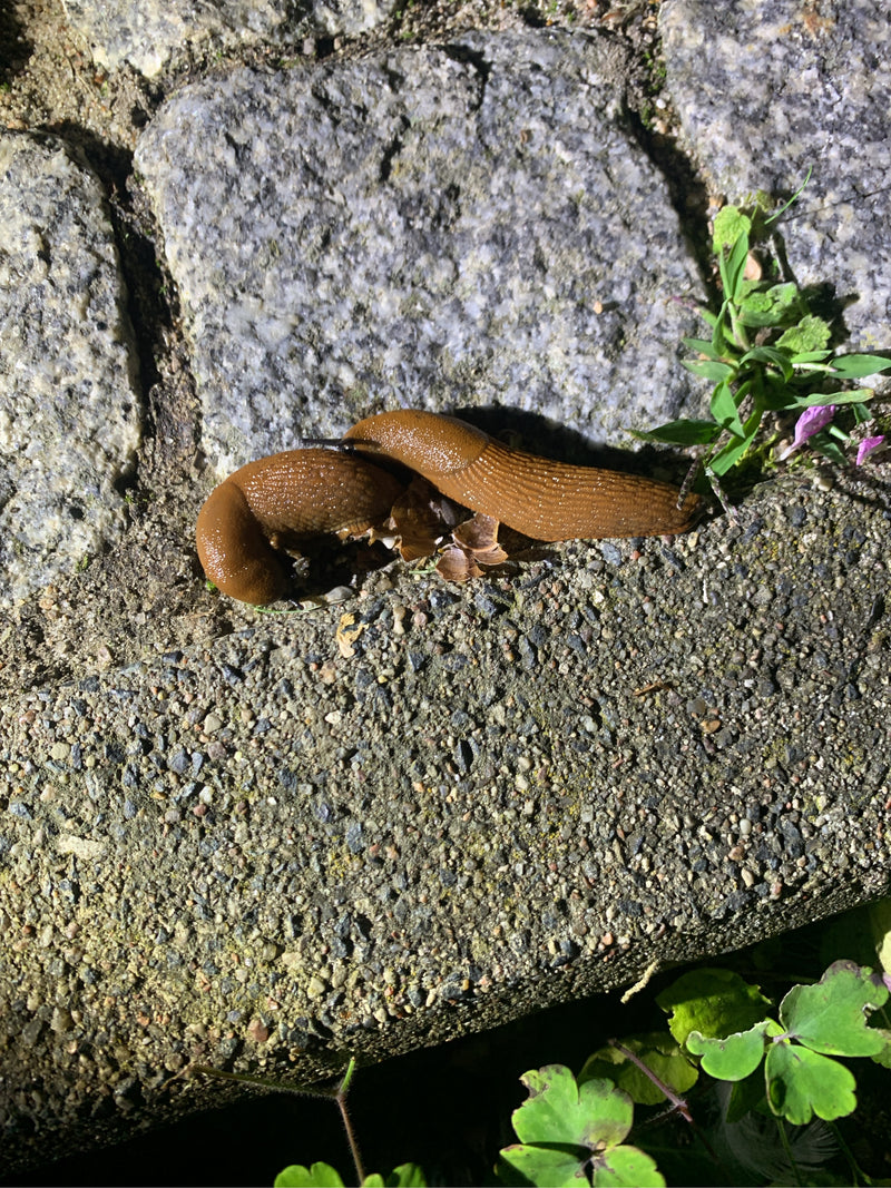 Spanische Wegschnecke — Bild 4 von 21