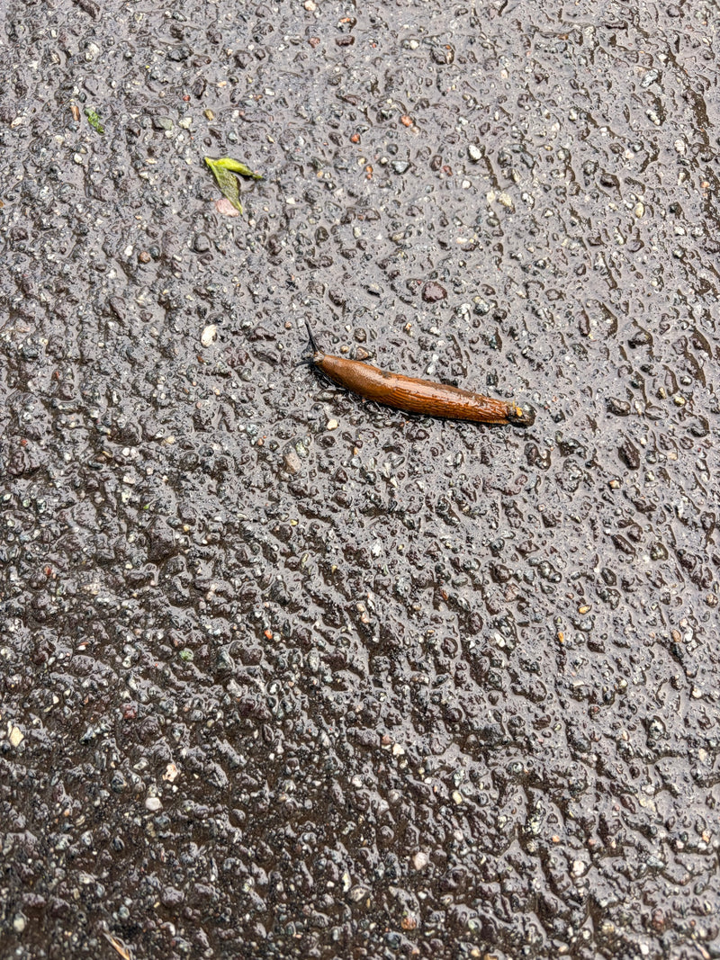 Spanische Wegschnecke — Bild 3