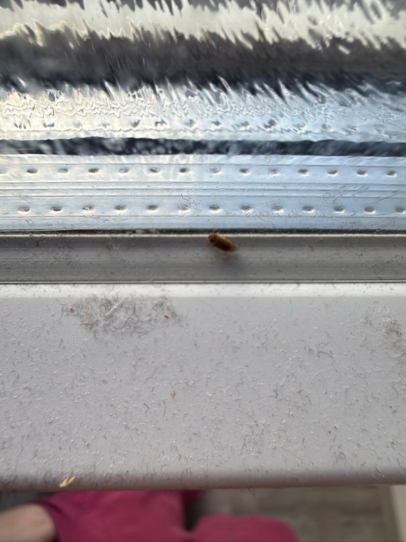 Gemeiner Speckkäfer — Bild 4