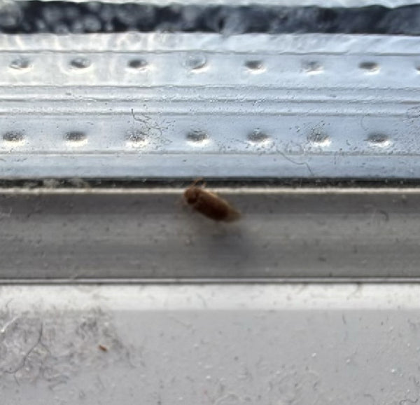 Auf einer hellen Fensterbank sitzt ein Gemeiner Speckkäfer. Das Insekt ist leicht unscharf zu erkennen.