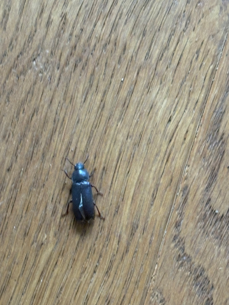 Gemeiner Speckkäfer — Bild 2