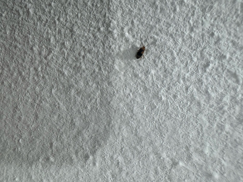 Gemeiner Speckkäfer — Bild 3