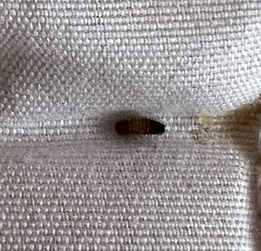 Speckkäfer — Bild 3