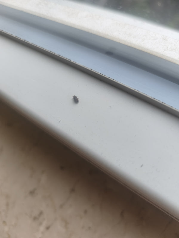 Ein kleiner Speckkäfer sitzt auf einer hellen Fensterbank. Das Insekt verharrt regungslos auf der glatten Oberfläche.