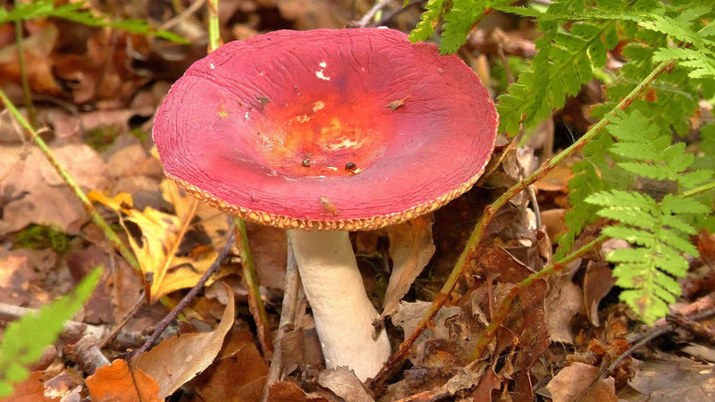 Spei-Täubling — Bild 1 von 1