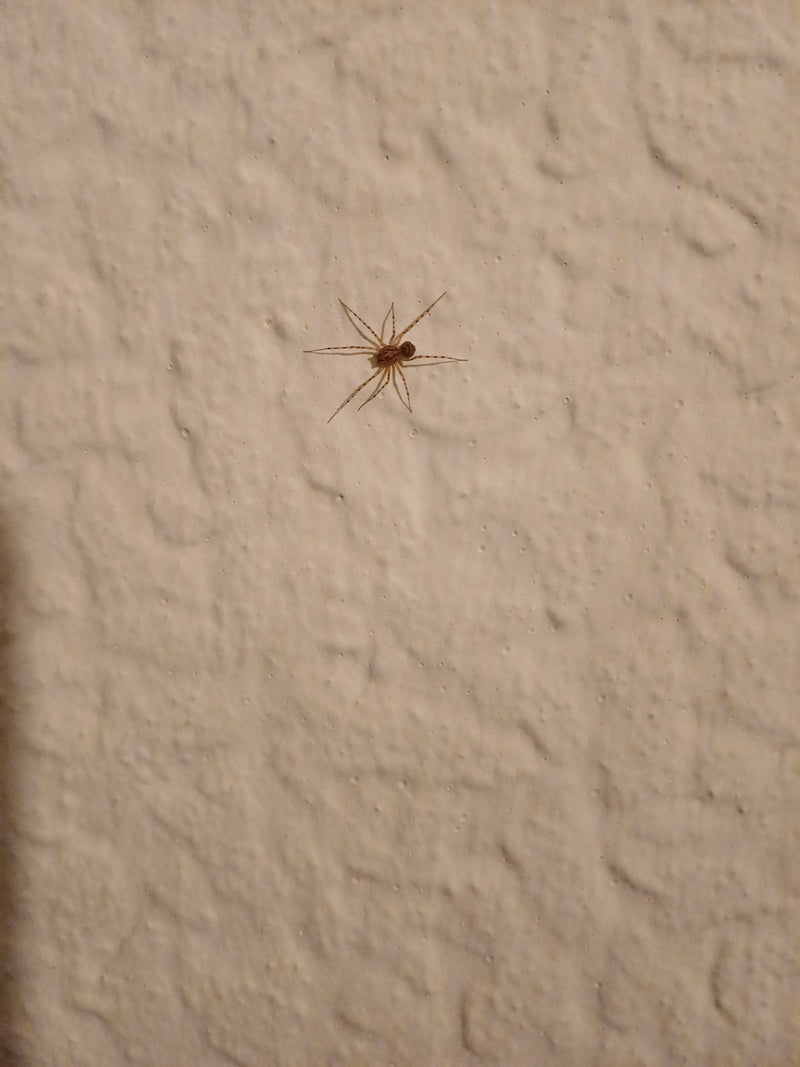 Speispinne — Bild 3