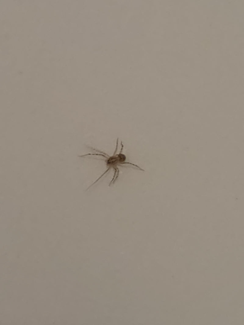 Speispinne — Bild 5