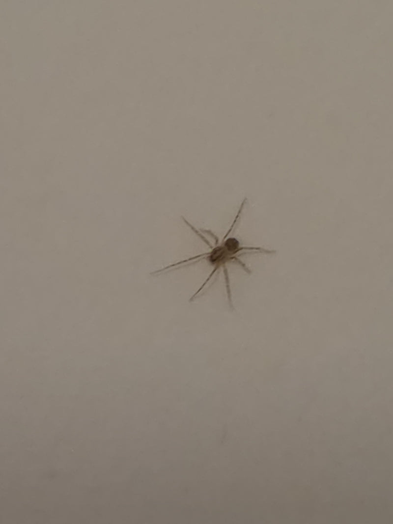 Speispinne — Bild 4
