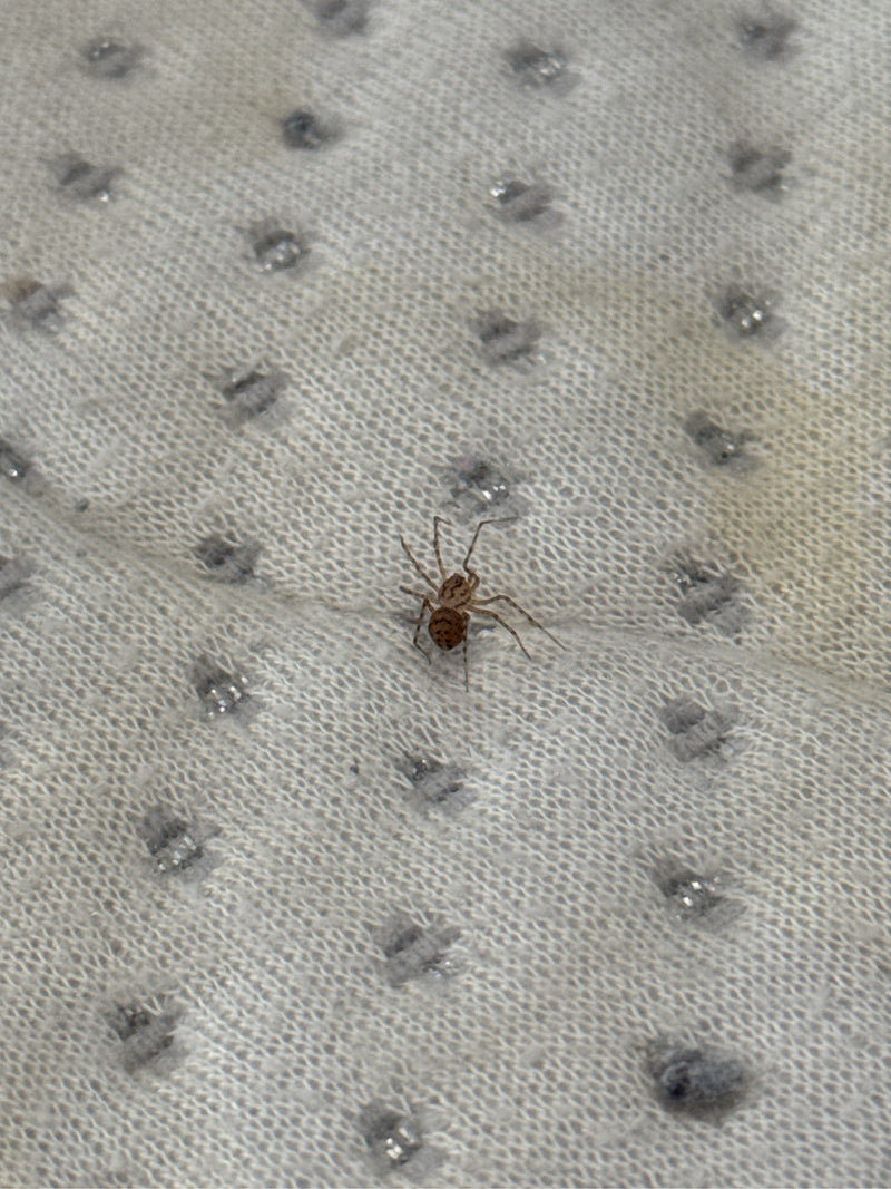 Speispinne — Bild 2