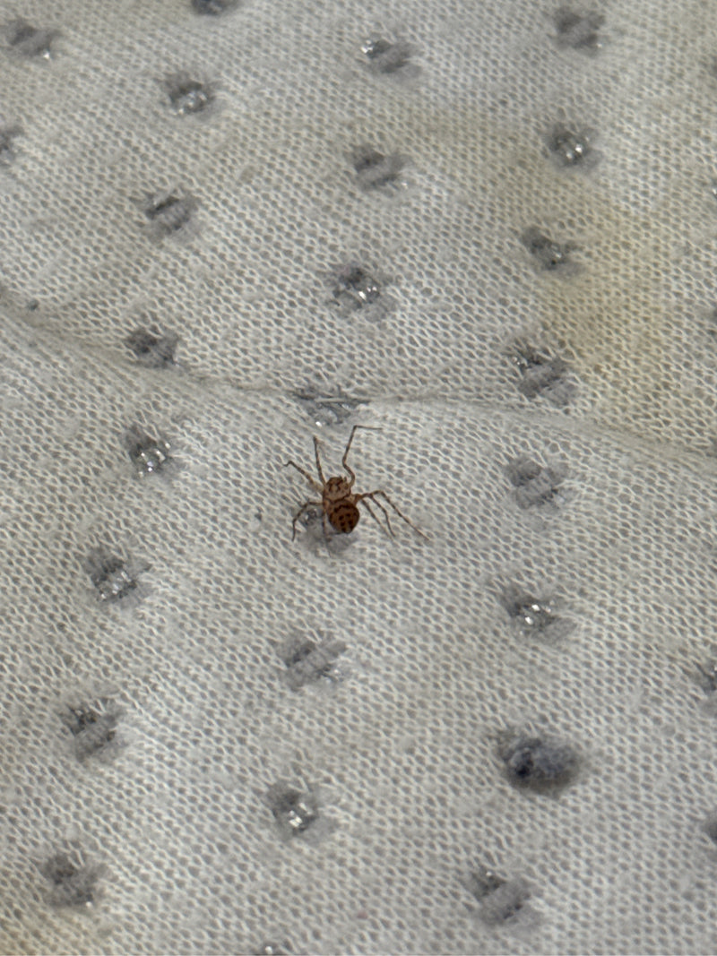 Speispinne — Bild 1