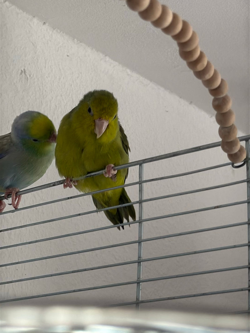 Sperlingspapagei — Bild 2