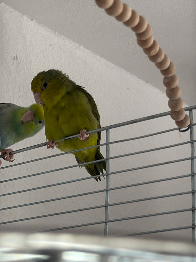 Sperlingspapagei — Bild 1