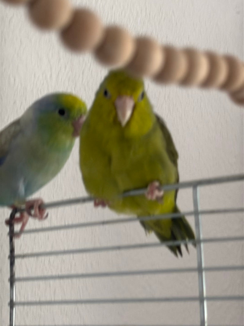Sperlingspapagei — Bild 3