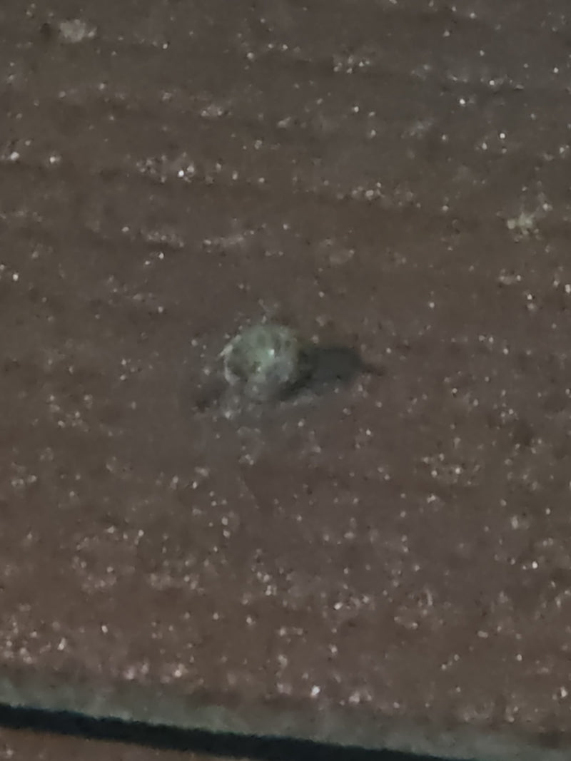 Spinnen (Ordnung Araneae) — Bild 2