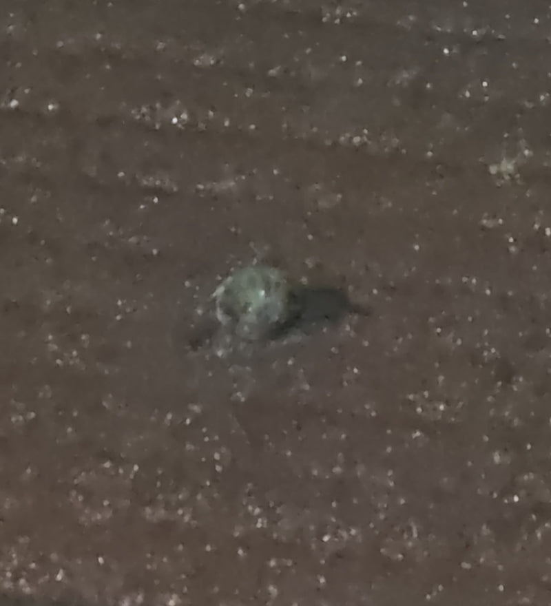 Spinnen (Ordnung Araneae) — Bild 3