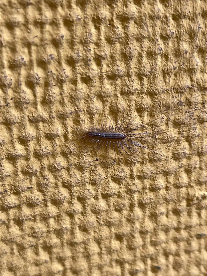 Spinnenläufer — Bild 2