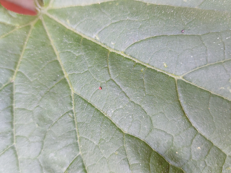 Spinnmilben — Bild 2