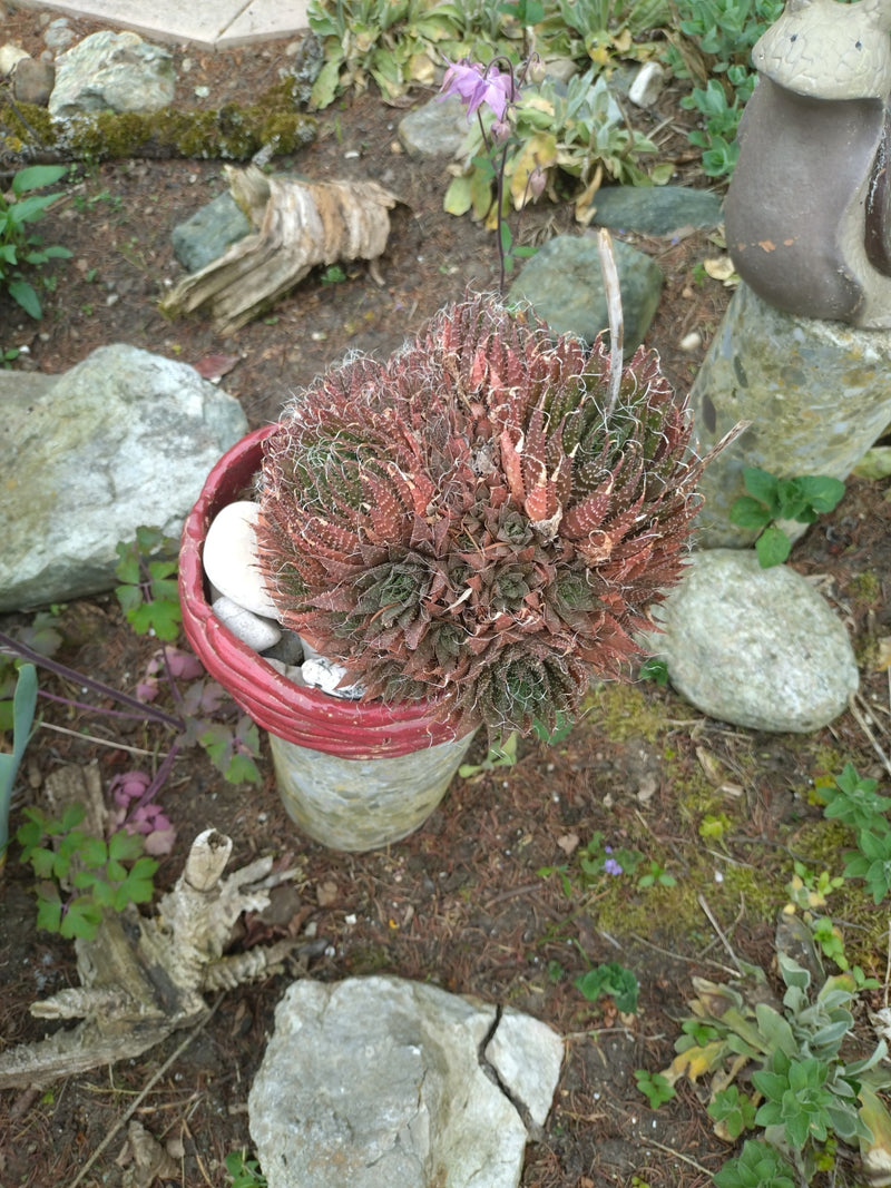 Spinnweb-Hauswurz — Bild 3