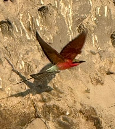 Ein Spint fliegt mit ausgebreiteten Flügeln an einer sandigen Steilwand vorbei.