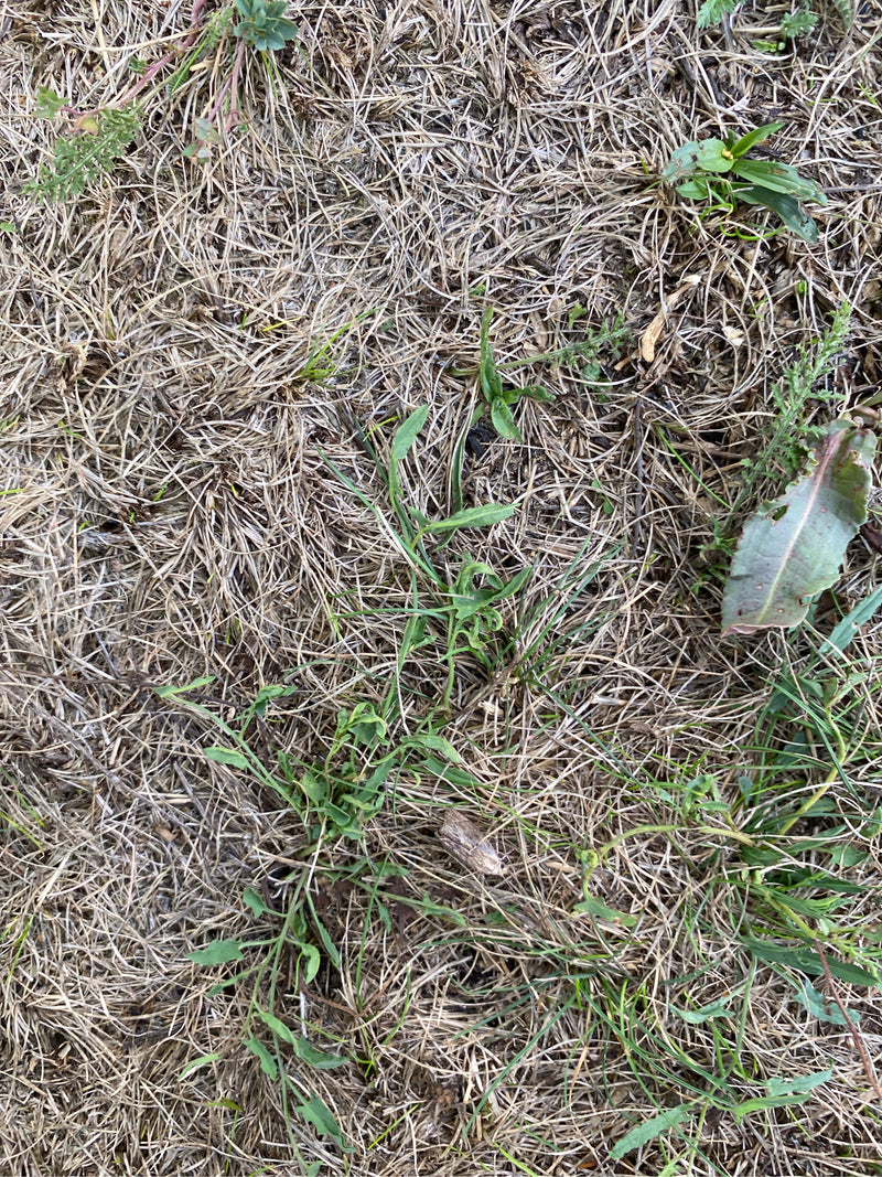 Auf dem Bild sind die schmalen, lanzettlichen Blätter des Spitzwegerichs zu sehen, die aus trockenem Gras wachsen.
