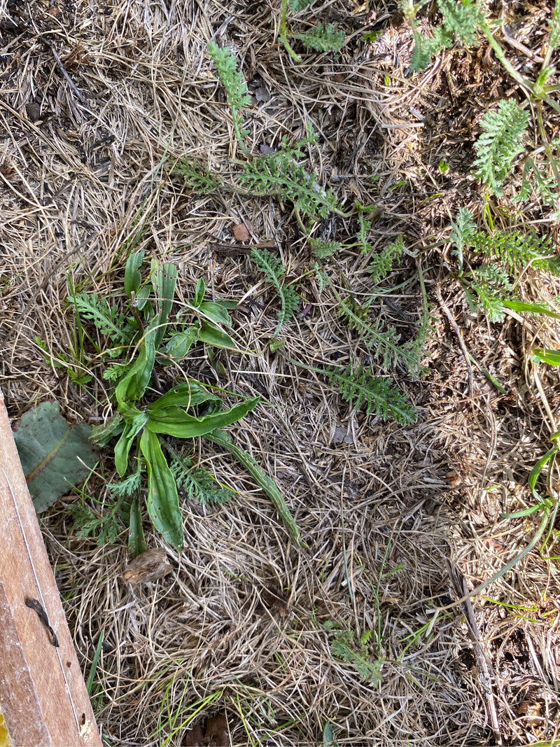 Auf dem Bild ist eine grüne Blattrosette des Spitzwegerichs zu sehen. Sie wächst inmitten von trockenem Gras auf dem Boden.